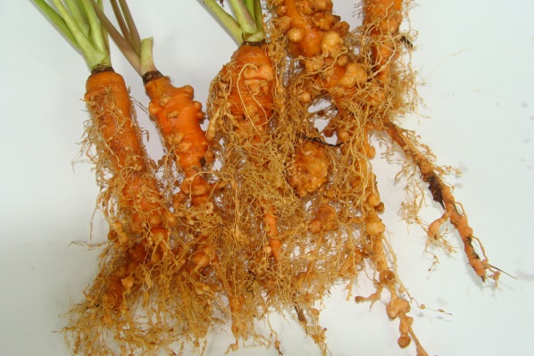 Nematodes on vegetables