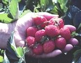 Hand_with_strawberries3