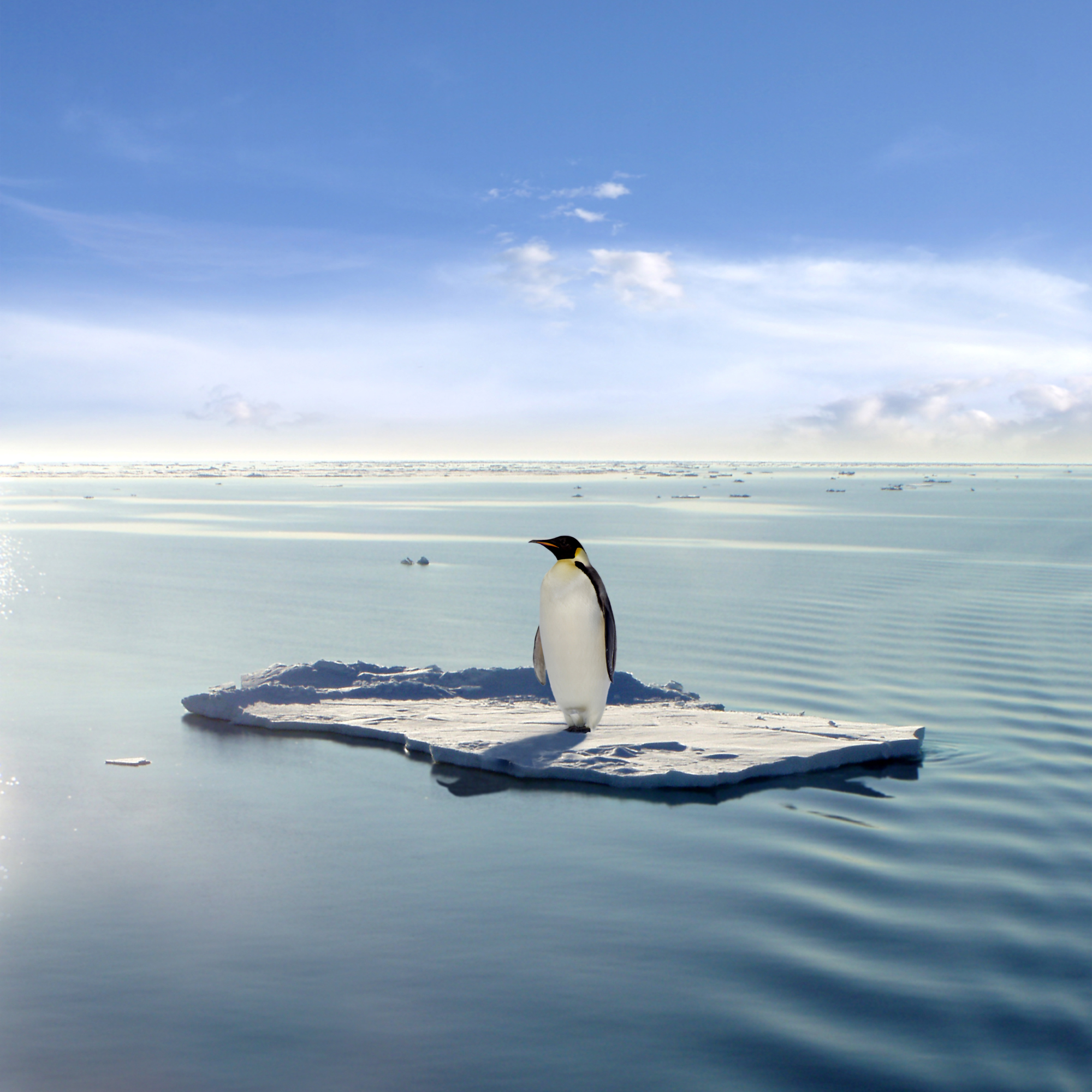 Penguin on ice block_shutterstock_3784216