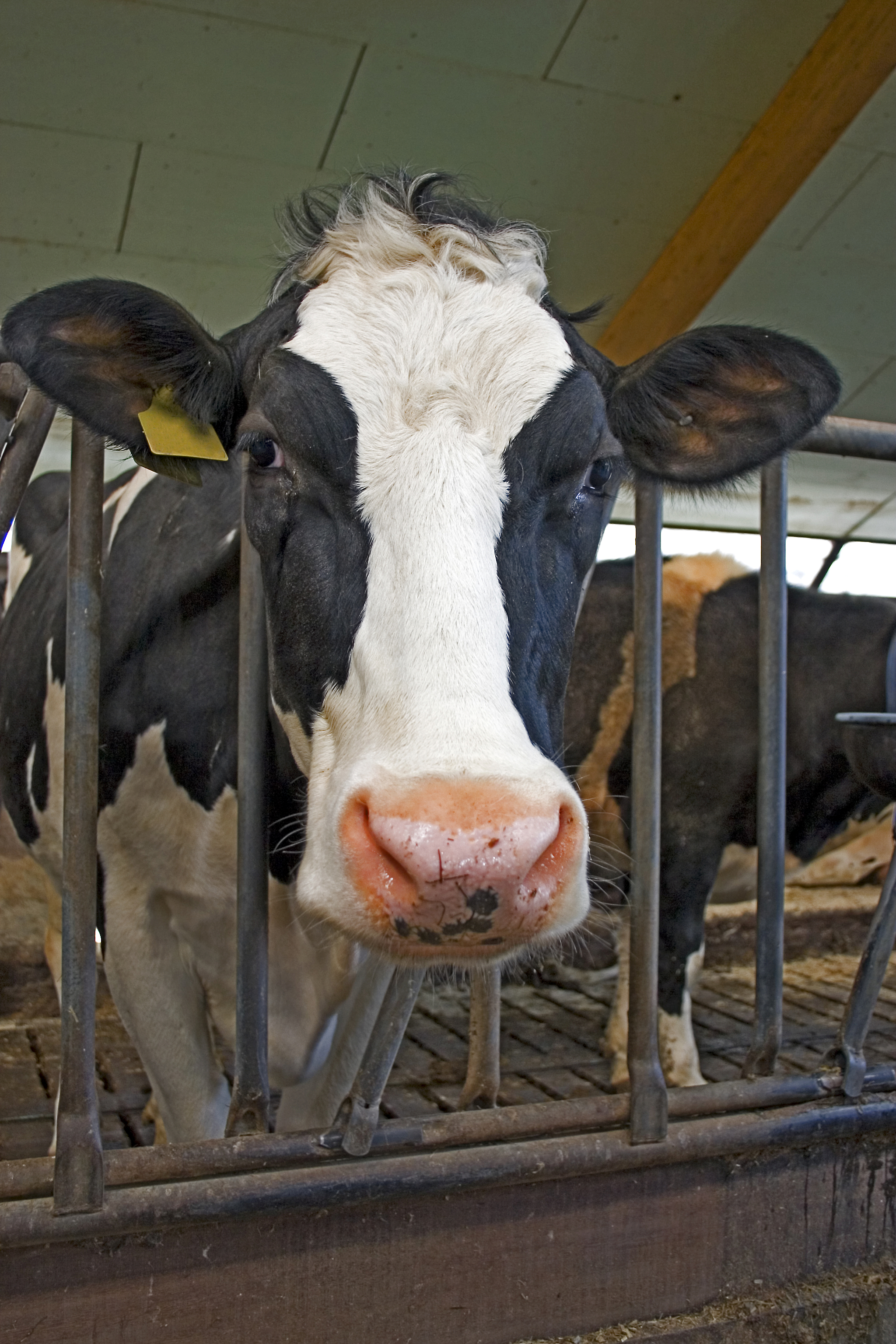 Dairycow