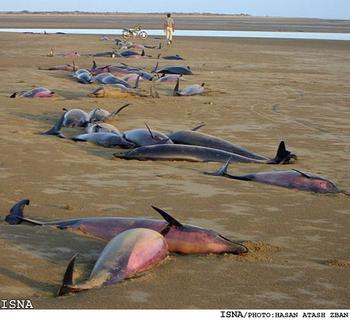 Dead_Dolphins_Jask_PersianGulf1_xlarge