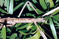 Titan_stick_insect