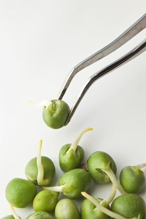 Sprouting peas on tweezer small