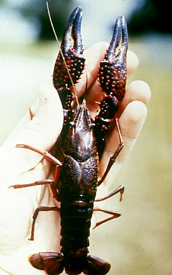 Red swamp crayfish (copyright Louisiana State University)