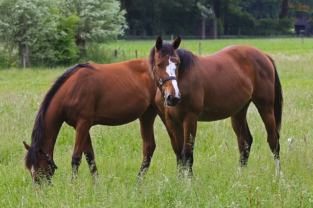 Horse-CABI