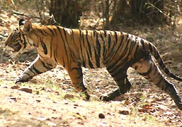 Tiger-insunderbans