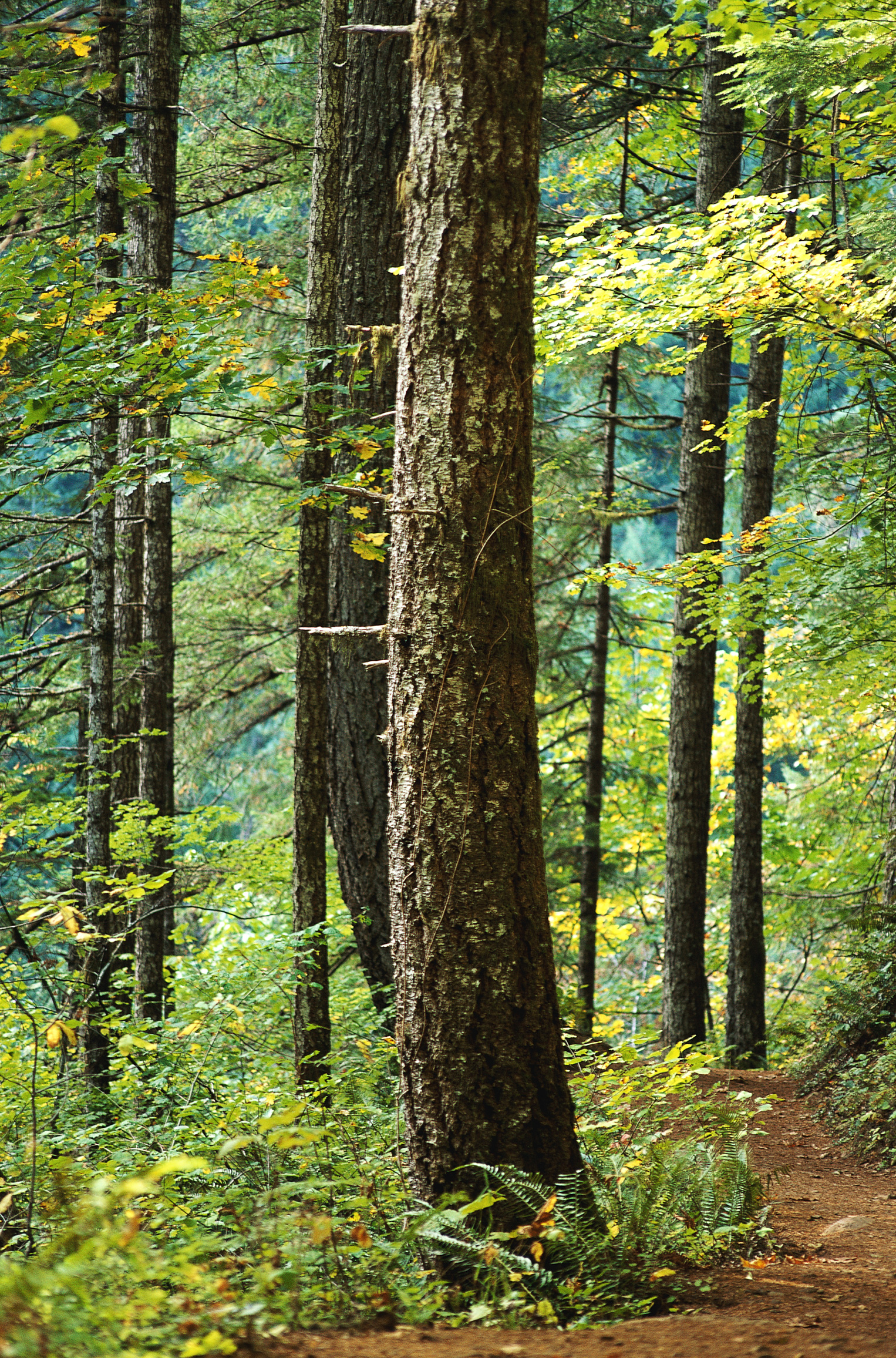 Deciduous forest