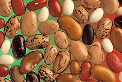 Seeds