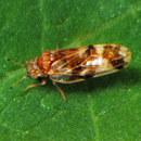 Psyllid