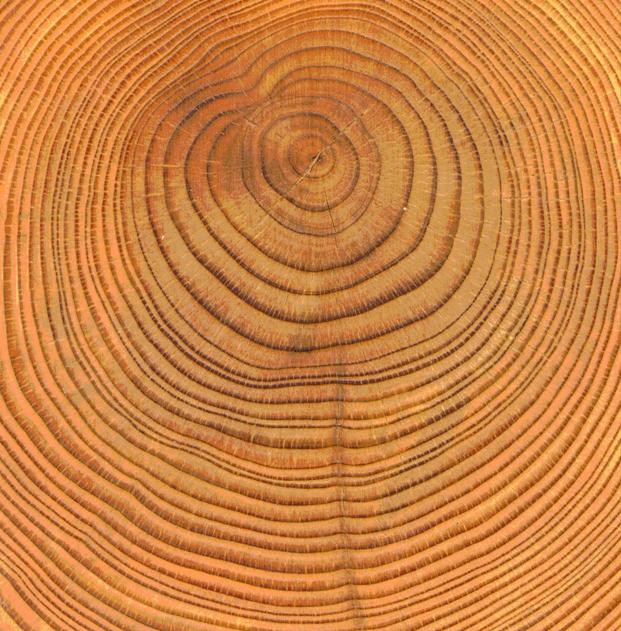 Tree rings