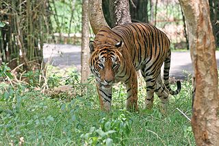 Bengal_Tiger_in_Bangalore