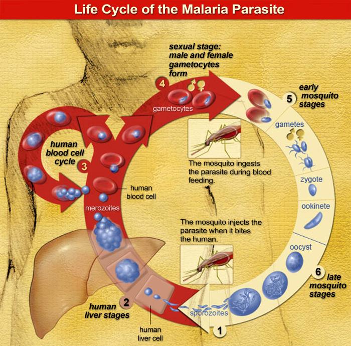 Malaria_CDC_PHIL