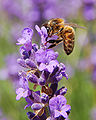 Apis mellifera