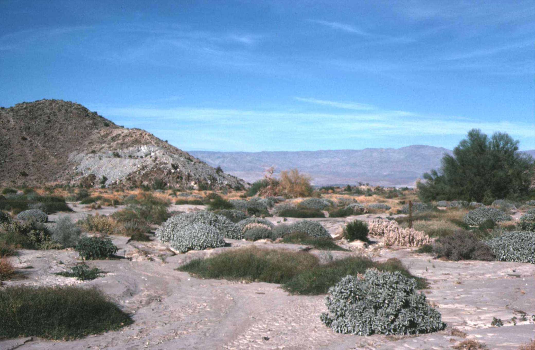 Desert reserve California