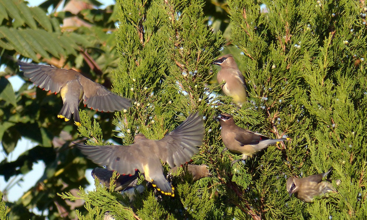 BIRDS-LYME