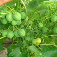 Jatropha curcas