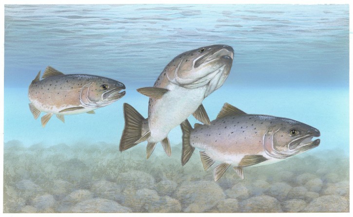 Atlantic-salmon-public-domain-image