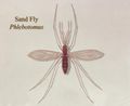 Sandfly(CDC)