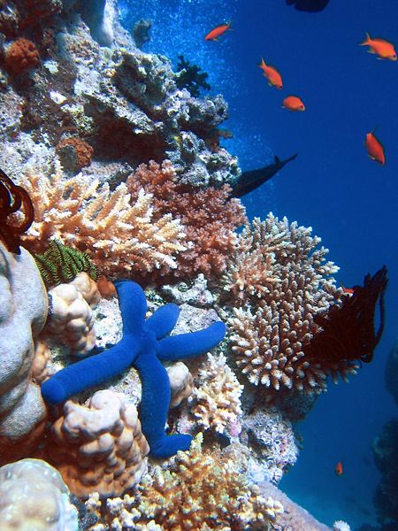 Coral reefs 2