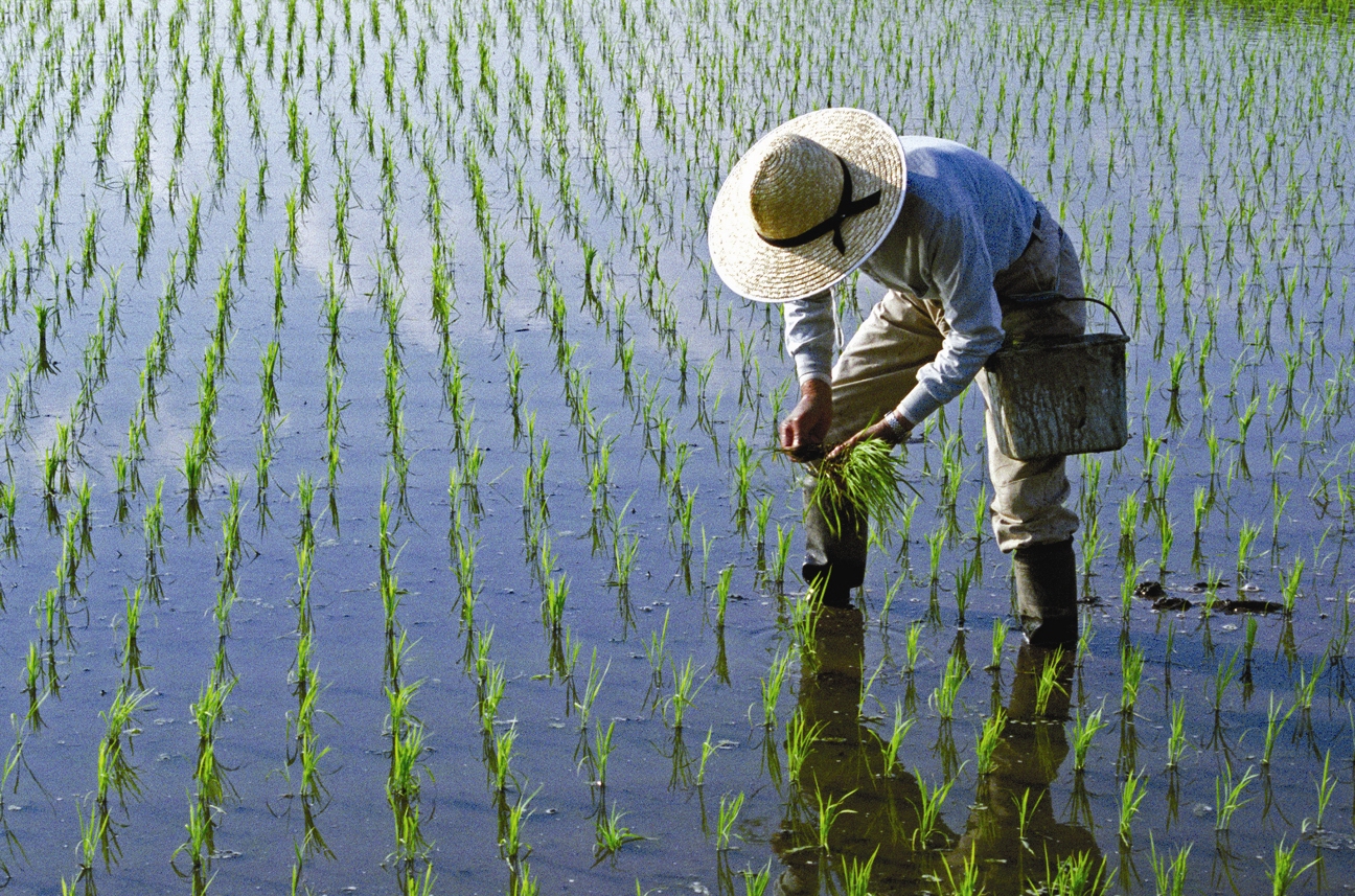 Planting rice