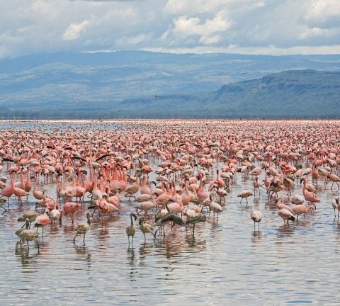 Lake Nakuru