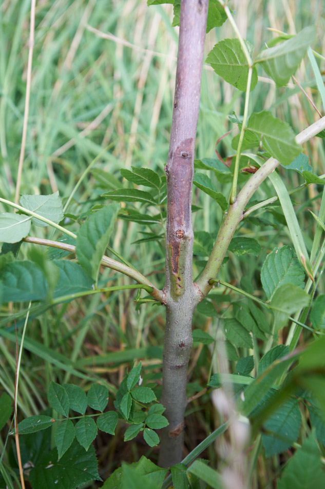 Ash-dieback-1