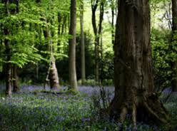 English bluebells forest