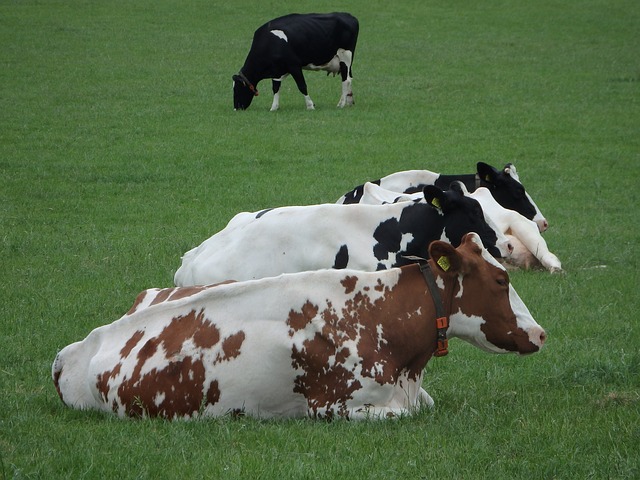 Cow-809644_640