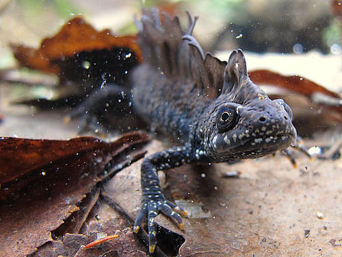 Great crested newt