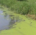 Algae_wwwnovozymescom_2