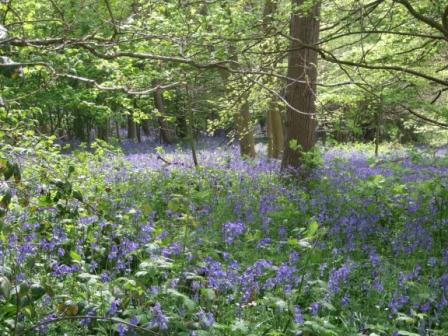 Bluebells