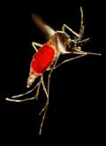 Aedes mosquito(CDC)