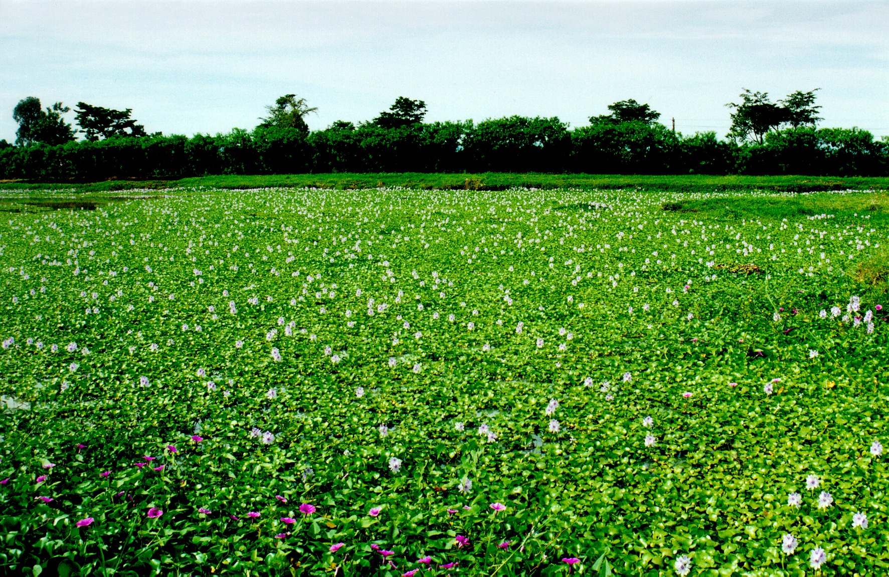 Water hyacinth mat on river