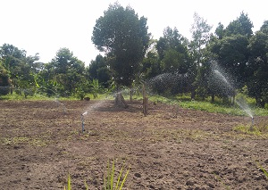 Farmers testing sprinklers in preperation for planting