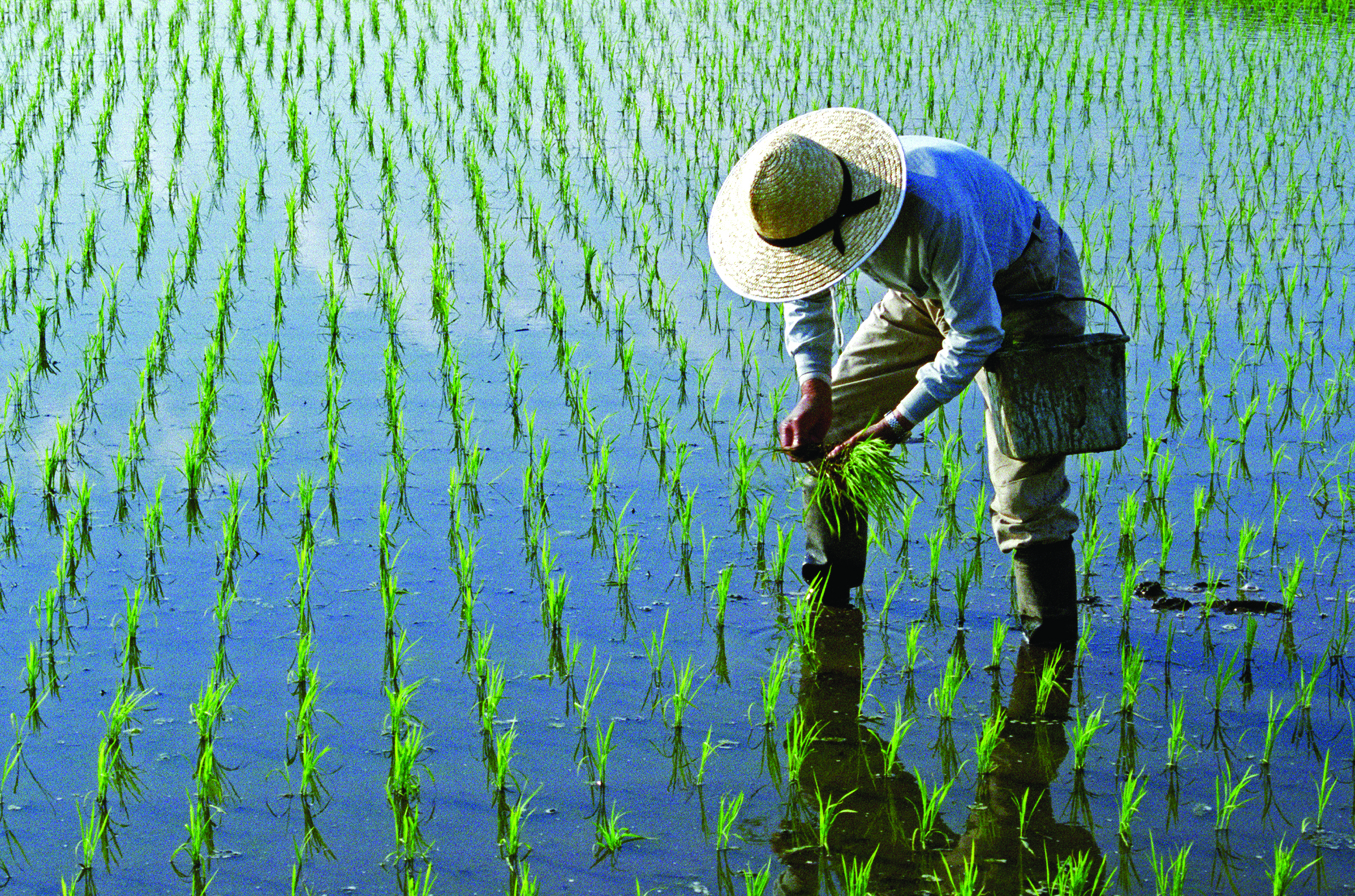 PlantingRice