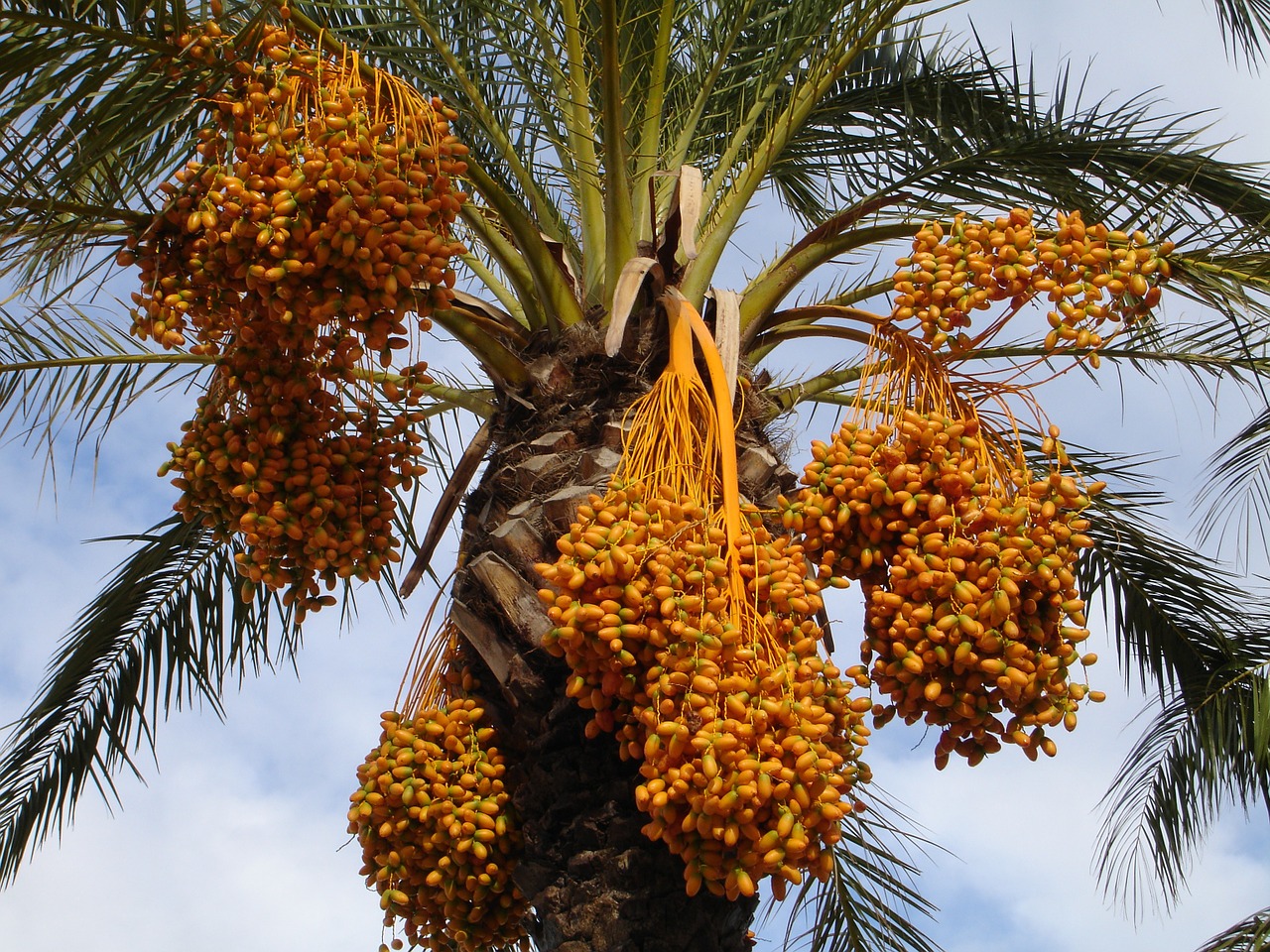 date-palm-223251_1280