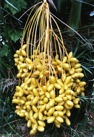 Date palm with fruit