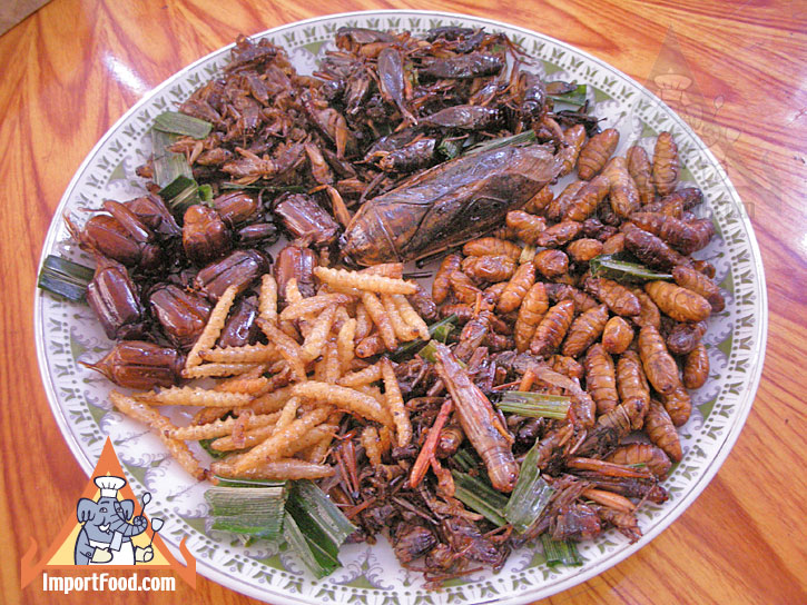 Insect_food_plate