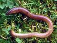 Earthworms