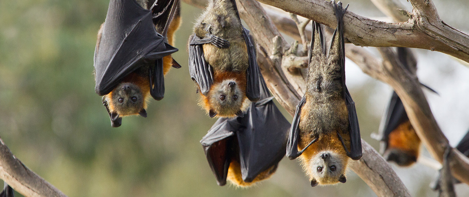 Bats