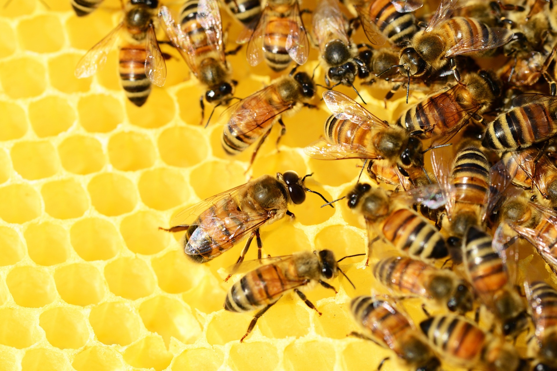 honey-bees-326337_1920