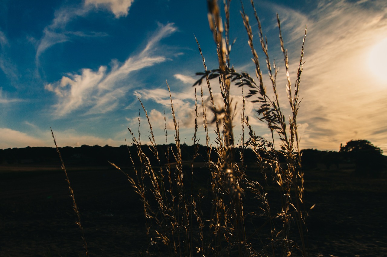 pasture_grassland