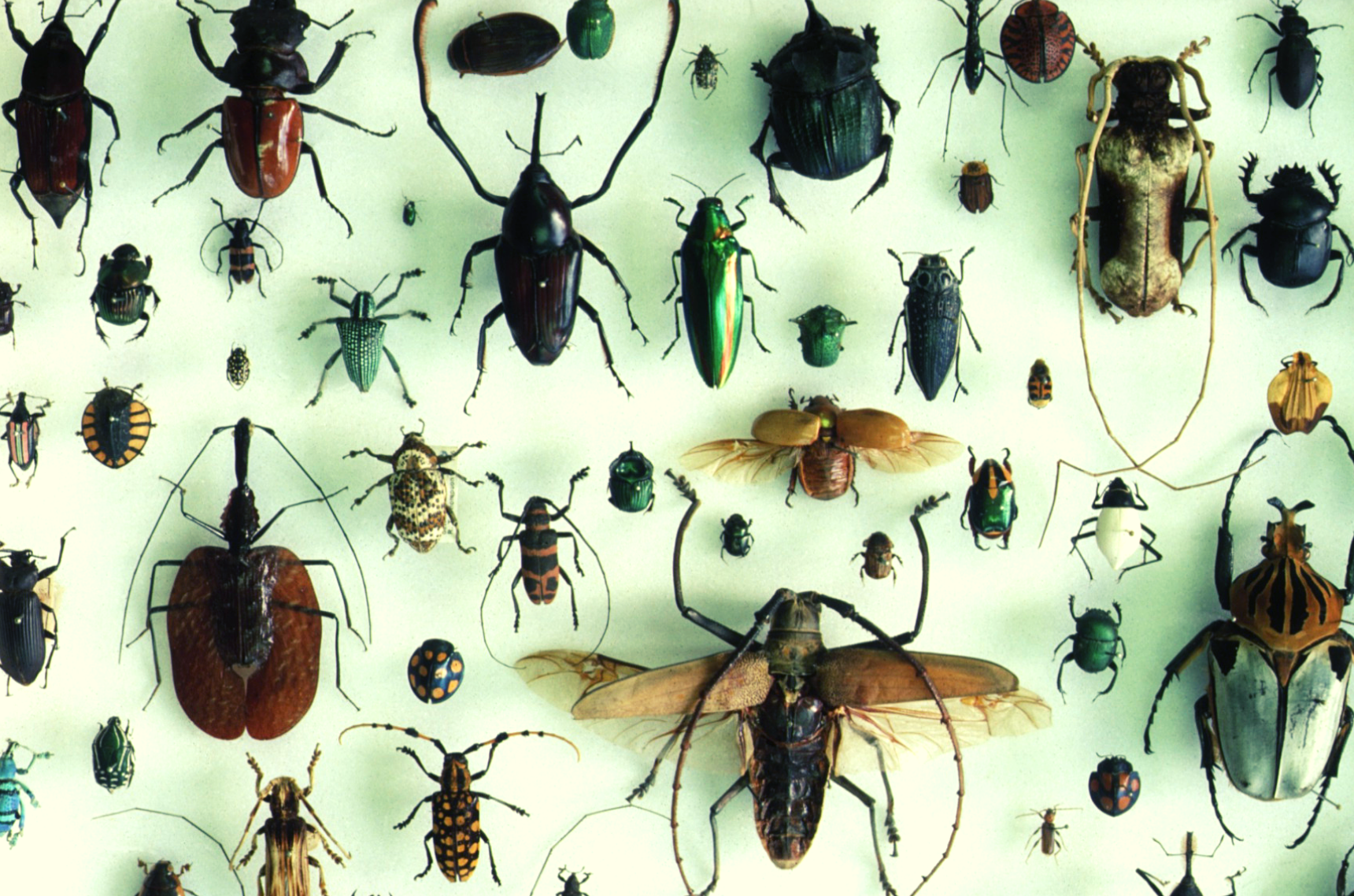 insectcollection