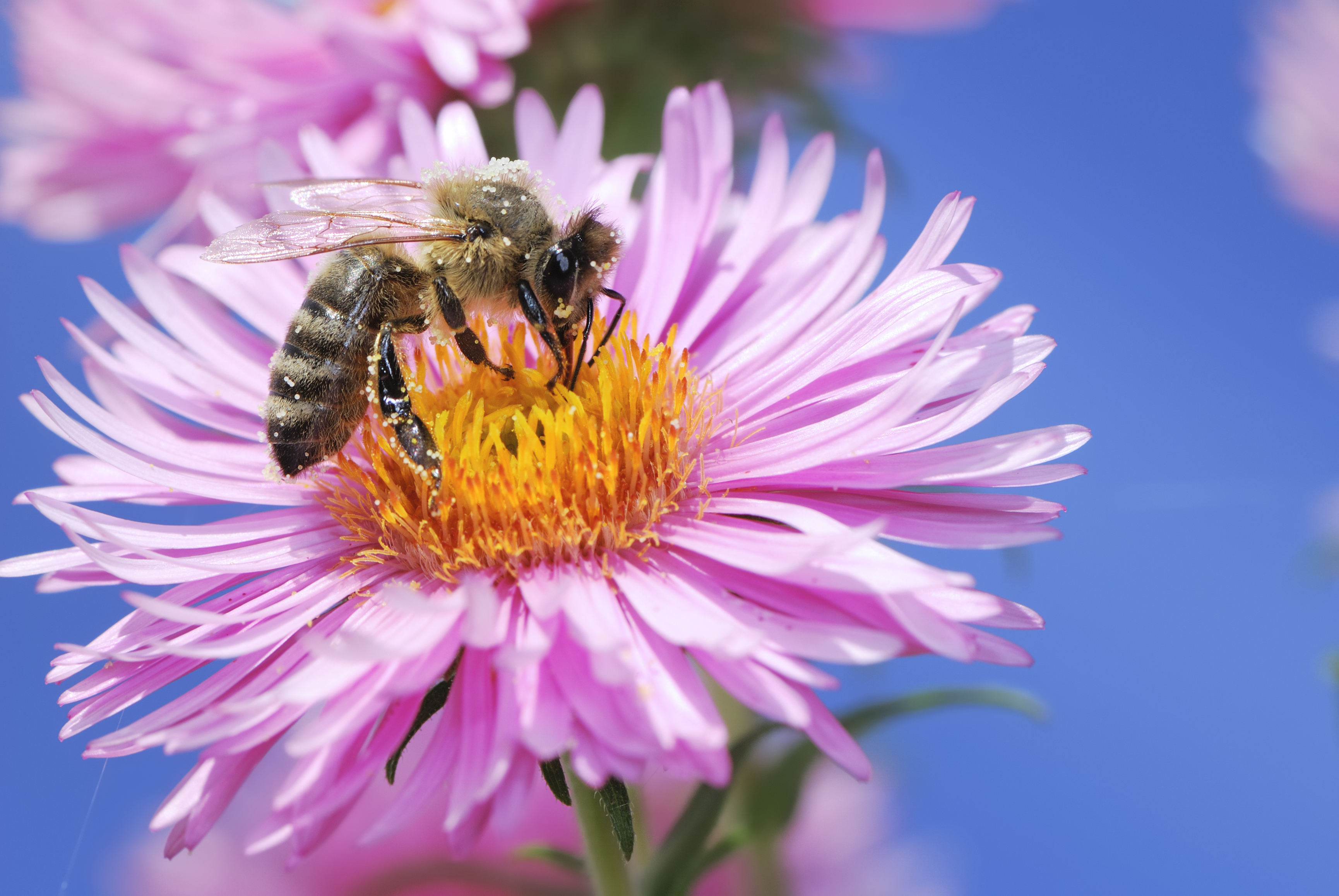 Aster flower with bee