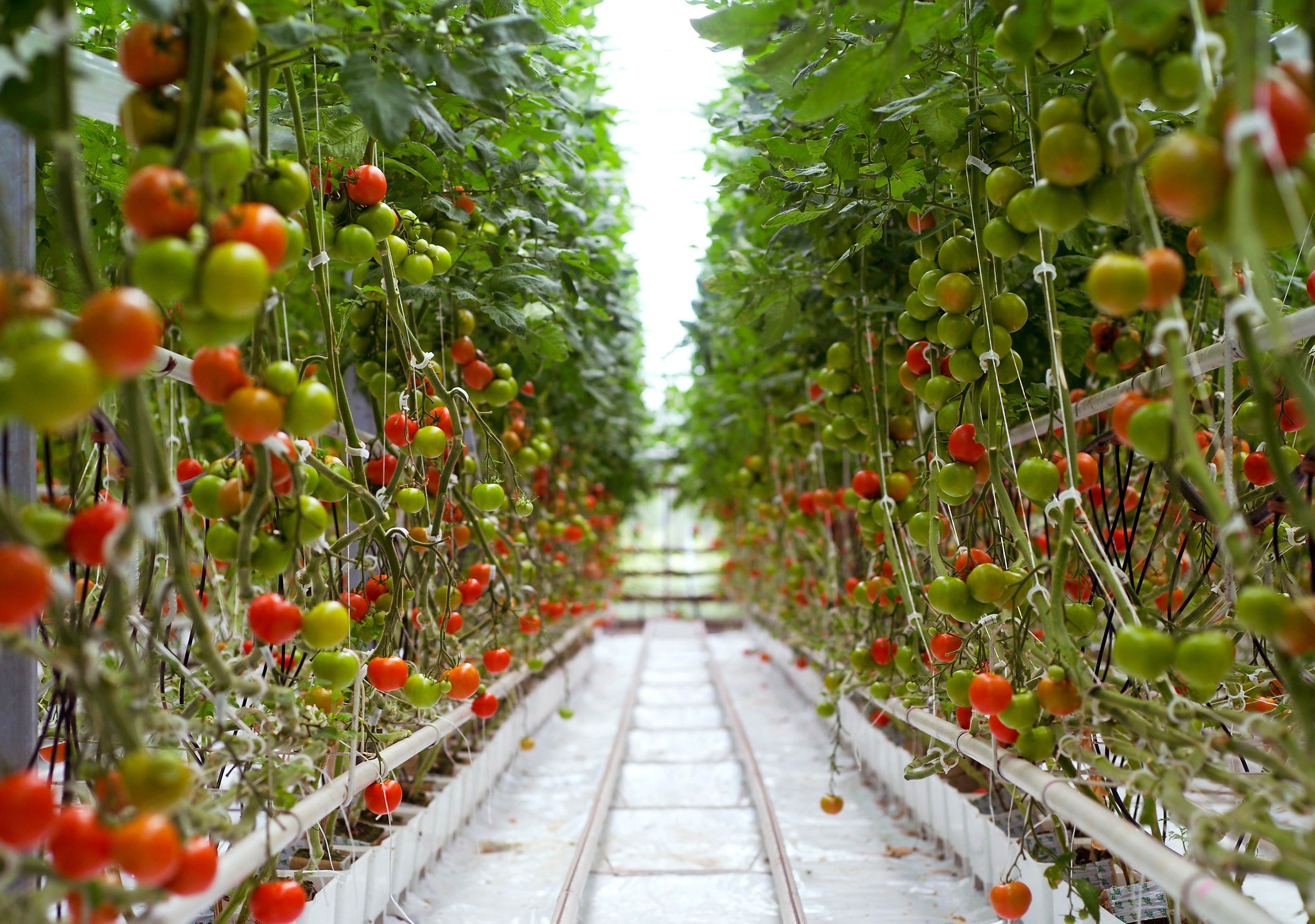 Rows of Tomatoes in a Greenhouse