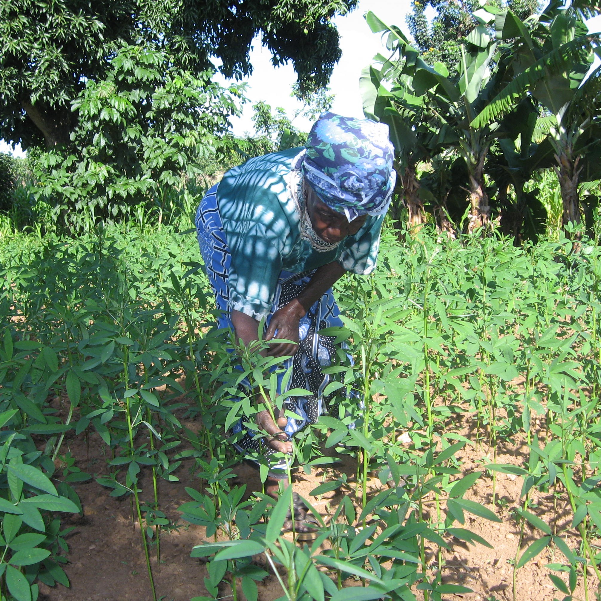 Plant Parasitic Nematodes - the world's most important crop pathogen ...