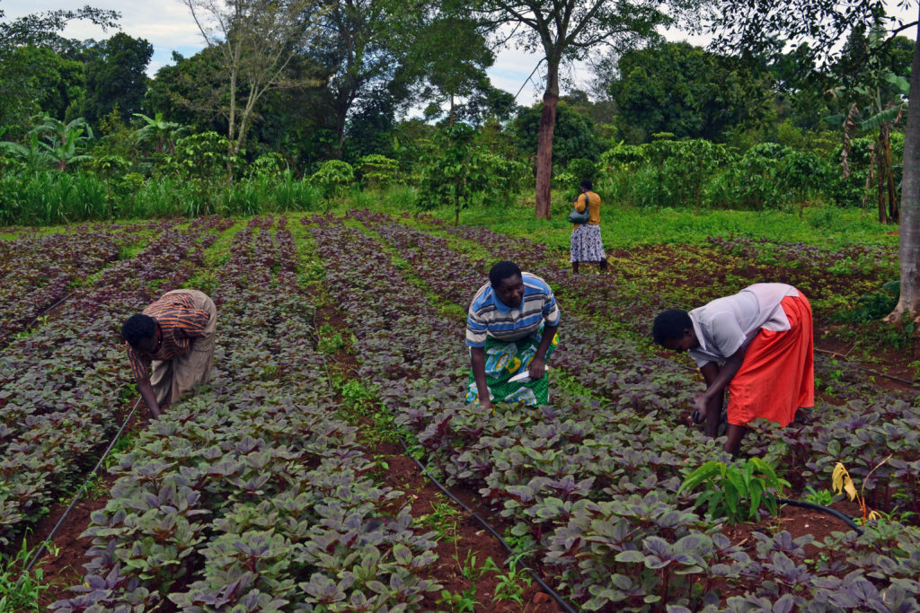 Women farmers tending to their crops in Uganda