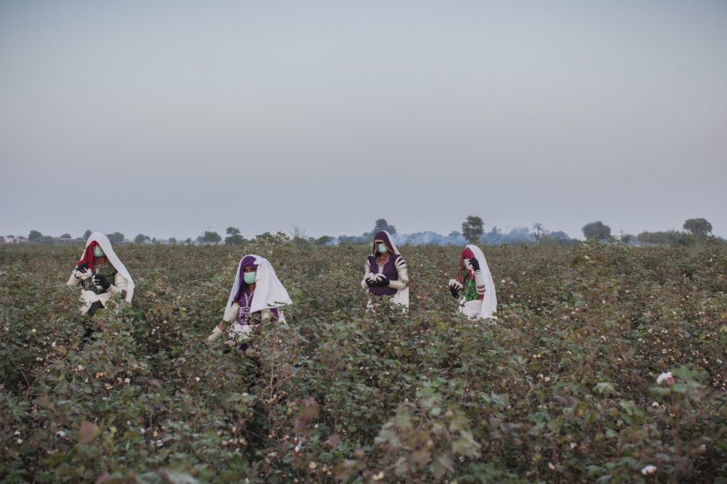 Women pick cotton on a farm during a harvest at the Farm Naimatullah Laghari, Sinjhoro, Sanghar, Sindh, Pakistan.