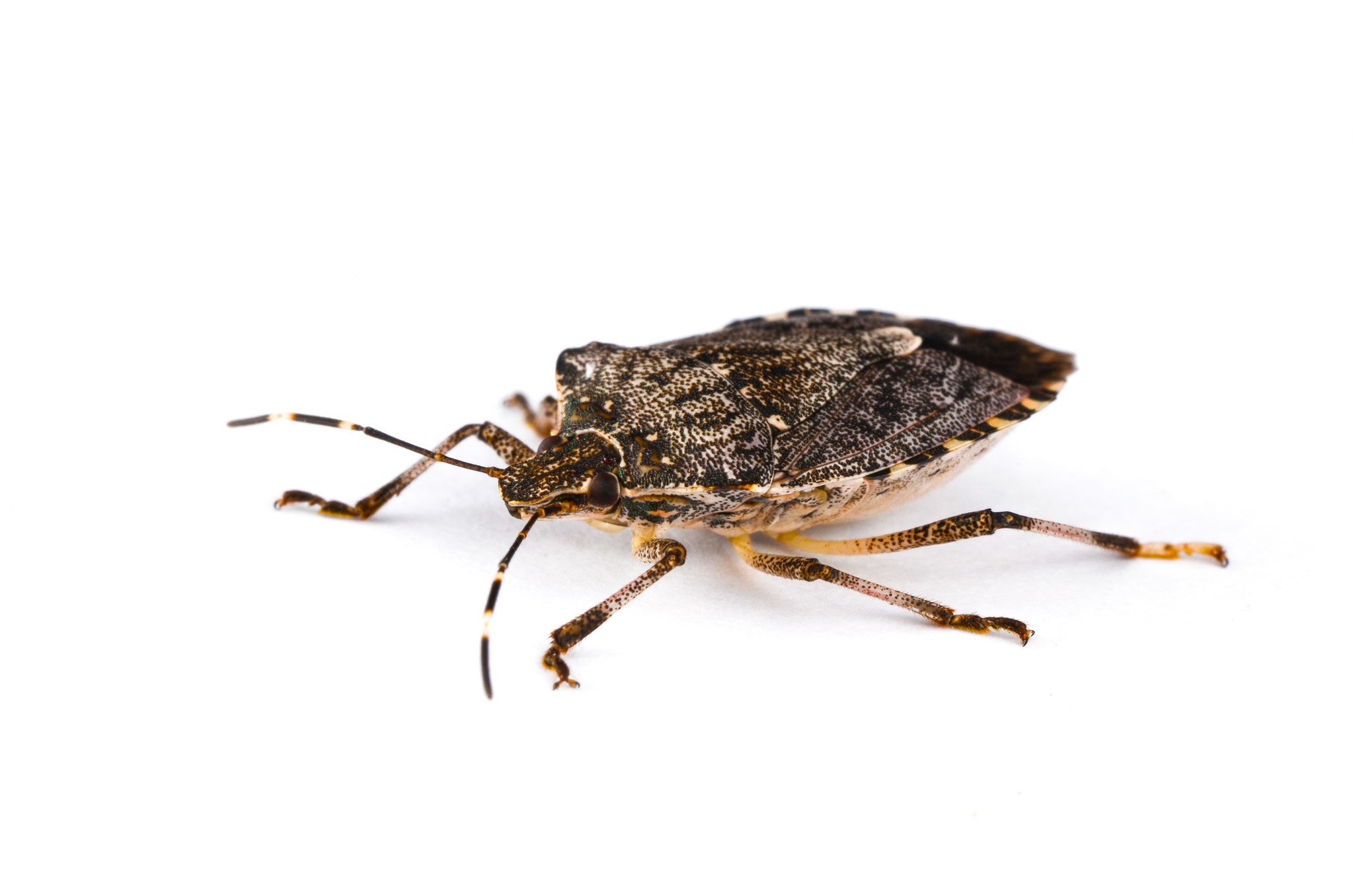 Meet The Man Behind The Headlines The Stink Bug Man Dr Tim Haye Invasive Species Blog