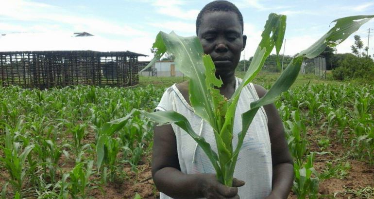 Fall armyworm farmer